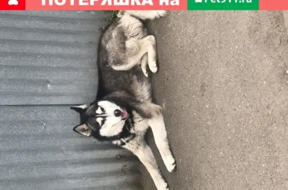 Найдена собака на улице Длинная в Краснодаре