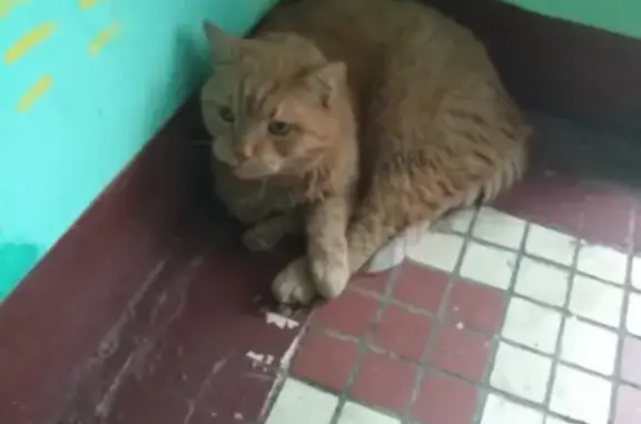 Найден кот на Судостроительной, ждет хозяев