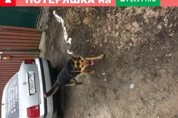 Собака найдена возле Пятерочки в Химках.