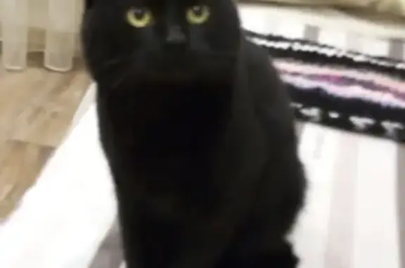 Пропала черная кошка с длинным хвостом в Альметьевске