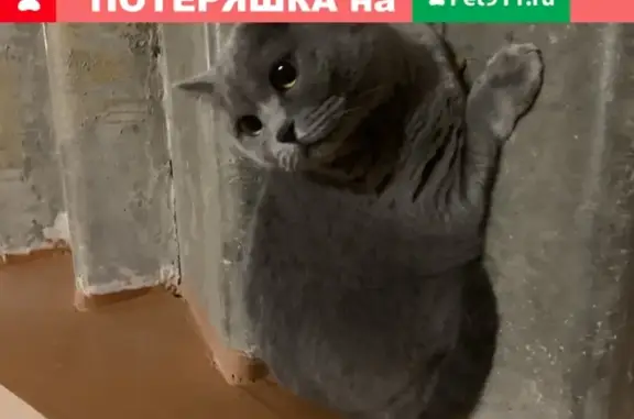 Серый кот найден на улице Ромашина в Брянске