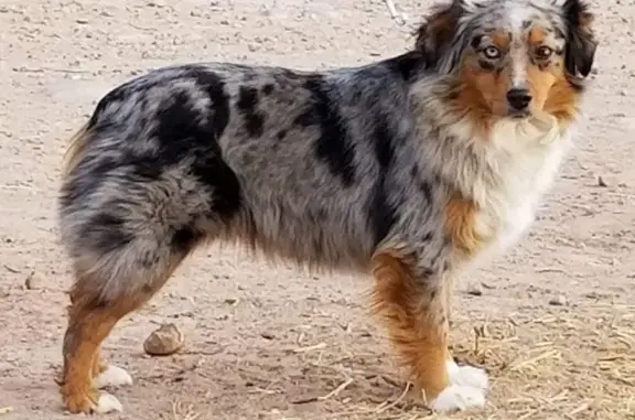 Потерянные животные , фото: Пропала рыжая собака без хвоста, Каштановое, Симферопольский район