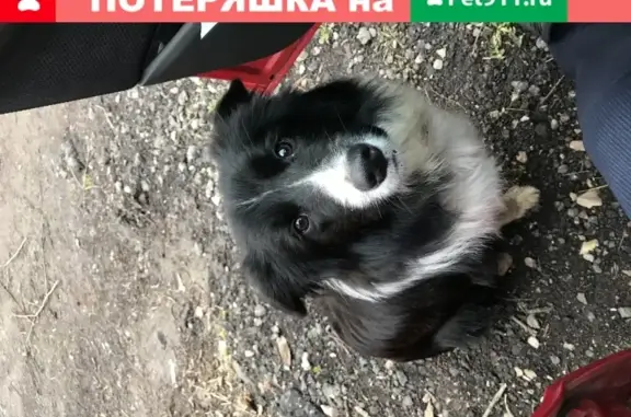 Найдена ухоженная собака в Перхушково