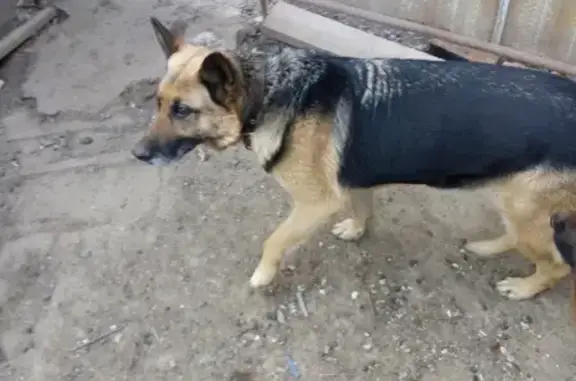 Найдена собака в Займище, возможно европейская овчарка