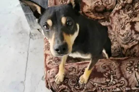 Найдена дружелюбная собака в Жилгородке
