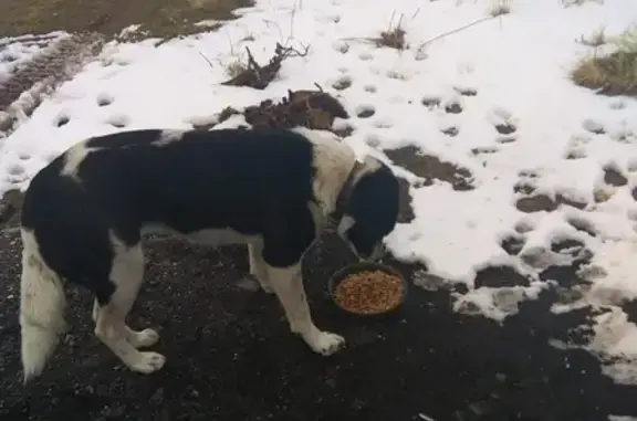 Найдена собака в Ногинске, Молзино