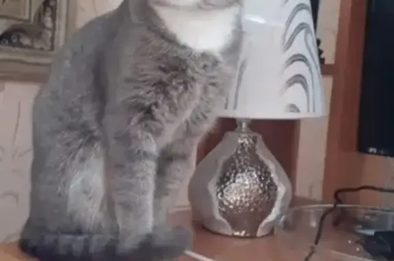 Кошки потеряшки, Тамбов, фото: Потеряшка кот Гриша, ул. М. Горького 70-76, Тамбов