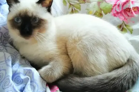 Кошки потеряшки, Тула, фото: Потеряшка кошка Фьюч, Тула, ул. Сакко и Ванцетти 219