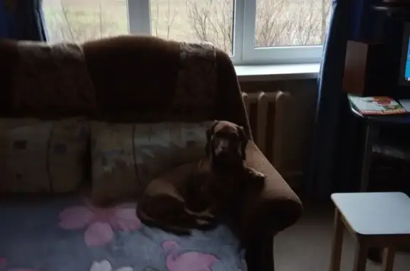 Собаки потеряшки, Тверь, фото: Потеряшка собака Яша, возраст 6 лет, вознаграждение. Тверь, ул. Паши Савельевой.