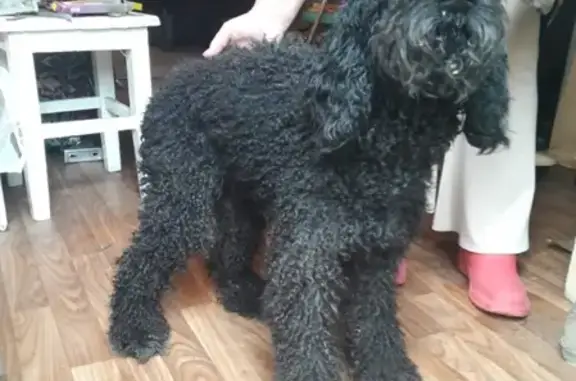 Найдена собака в Мамоново, Одинцово.
