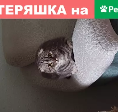 Пропала вислоухая кошка на улице Есенина, Пятигорск