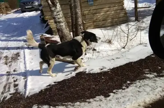 Найдена крупная собака в Молзино, Московская обл.