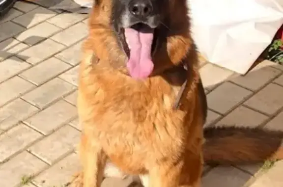 Пропала собака Эля в Королёве, Московская область