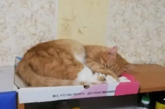 Кошки потеряшки, Воткинск, фото: Потеряшка кот с белым пузом в Воткинске