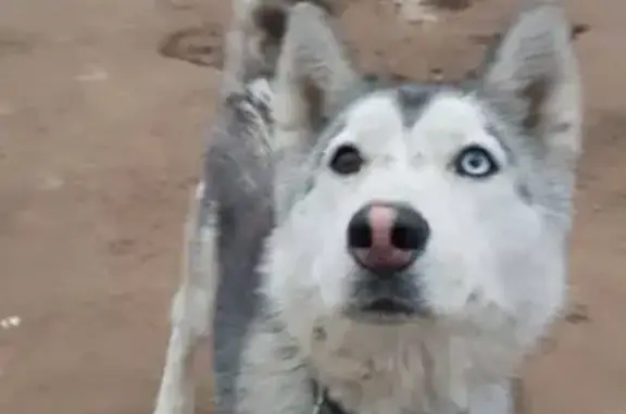 Собака найдена в Синьково без адресника