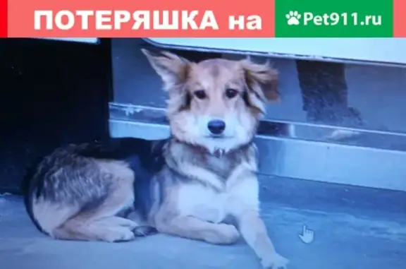 Пропала собака в Москве, деревня Кнутово: черно-рыжий щенок-подросток.