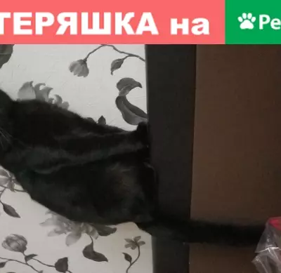 Пропала кошка Кот Кокос в Москве