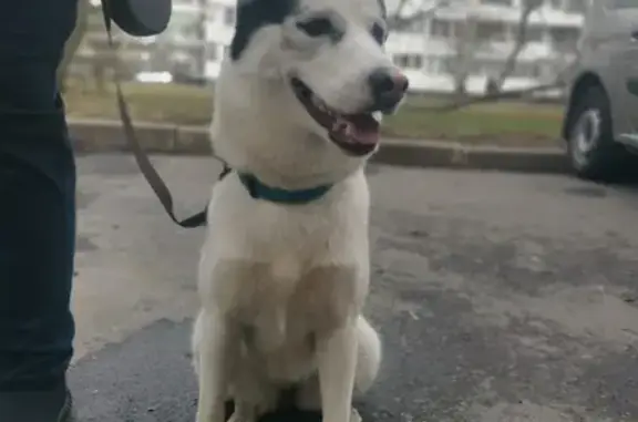 Найдена собака Хаска на ул. Генерала Симоняка, д 18