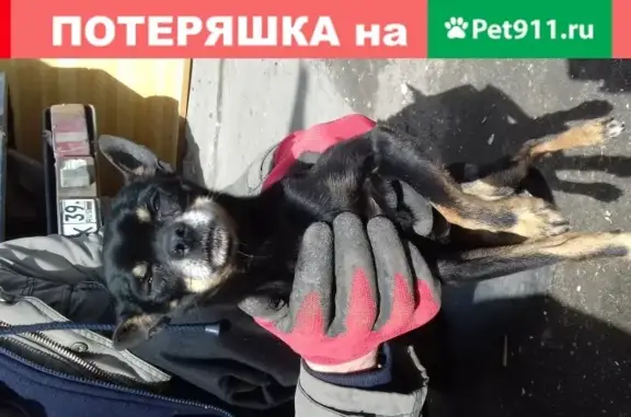 Собака найдена в Калининграде