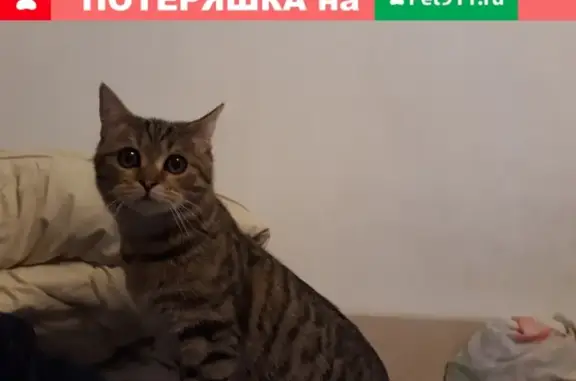 Найдена шотландская кошка в Белгороде