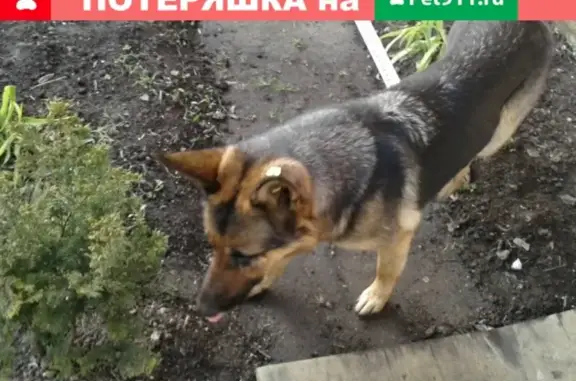 Найдена собака на ул. Киевская 145-147 в Калининграде