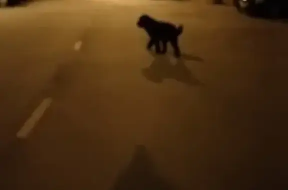 Найдена чёрная собака в Москве, ст. Новая