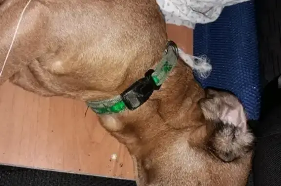 Собака такса найдена в Зеленогорске на Приморском шоссе.