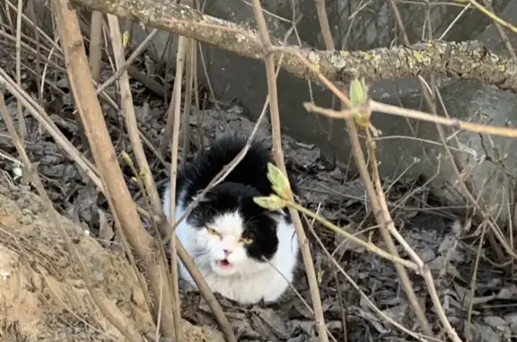 Найдена кошка по адресу Воронеж, Новороссийский переулок 27