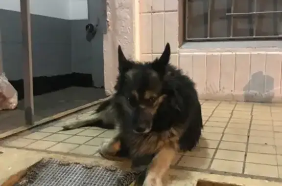 Собака найдена на Менжинского 23к2, Москва.