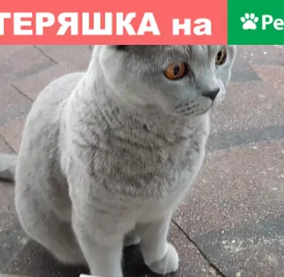 Кошки потеряшки, Тюмень, фото: Потеряшка кошка голубого окраса в Тюмени