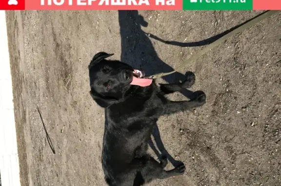 Собака-лабрадор найдена в Шуисте, Пенза
