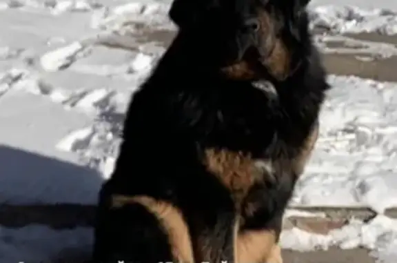 Пропала собака на Байкальском тракте, вознаграждение