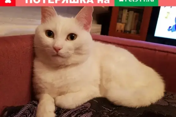 Кошки потеряшки, Санкт-Петербург, фото: Потеряшка кошка Мотя в Горелово, СПб, ул. Мира 65