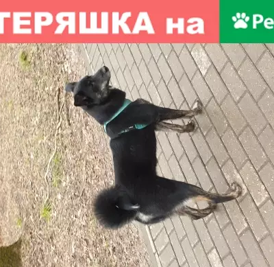 Найдена собака в Юго-Западном лесопарке Москвы