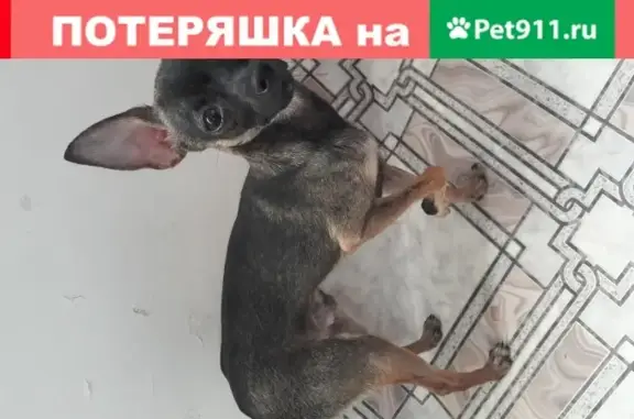 Найдена собака на Лазурной улице в Барнауле