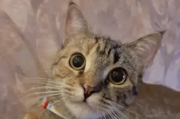 Кошки потеряшки, Москва, фото: Потеряшка кошка в Домодедово, поселок Ивушкино, ошейник голубого цвета.