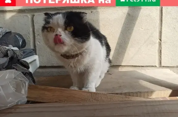 Поврежденная кошка в Воронеже