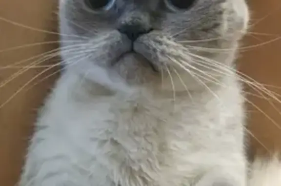 Потерянные животные Новосибирск, фото: Пропала кошка на улице Герцена