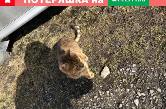 Найдена бенгальская кошка в СНТ Восход-7, ЛО