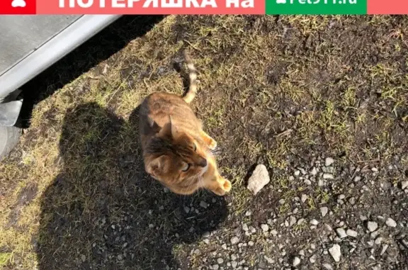 Найдена кошка в СНТ Восход-7, ЛО