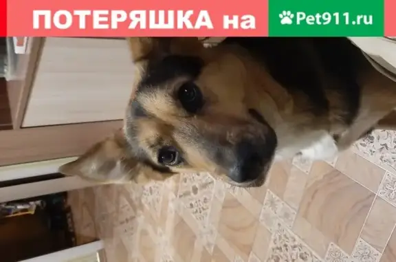 Найденные животные Нижний Новгород, фото: Найдена собака Метис овчарки на улице Тропинина 1