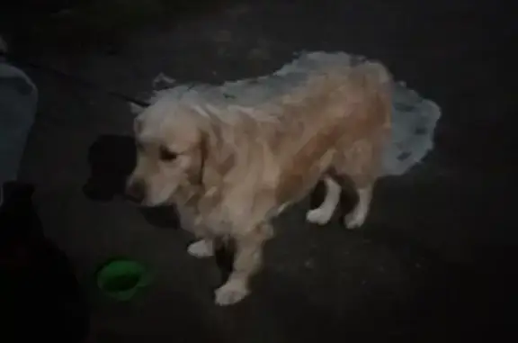 Собака Золотистый ретривер найдена в Владимире на 3-й Кольцевой улице.