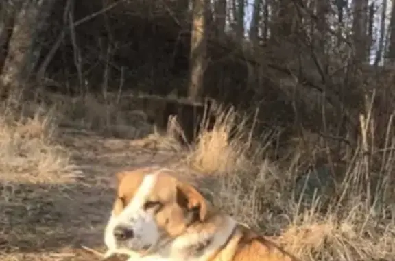 Найдена добрая собака в Ромашкинском поселении