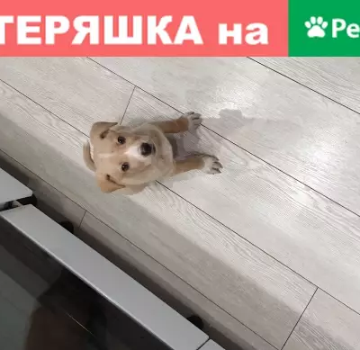 Собака игривая на Некрасова, 11А (33 символа)