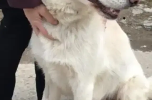 Найдена собака в Алабушево, ищем хозяев!