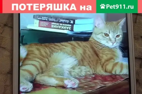 Пропала кошка Рыжий на ул. Солнечная, Власиха, МО, возраст 1,5 года.