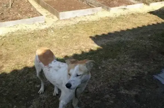 Собака найдена в Рудне-Никитском!