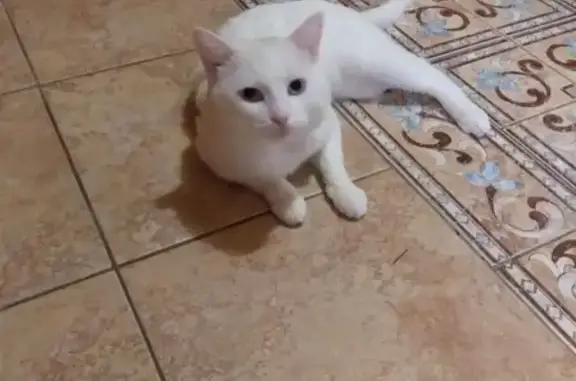 Кошки потеряшки, Оренбург, фото: Потеряшка белая кошка с голубыми глазами в Ростоши, Оренбург.