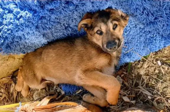 Собака возрастом 4 месяца найдена в Сочи.