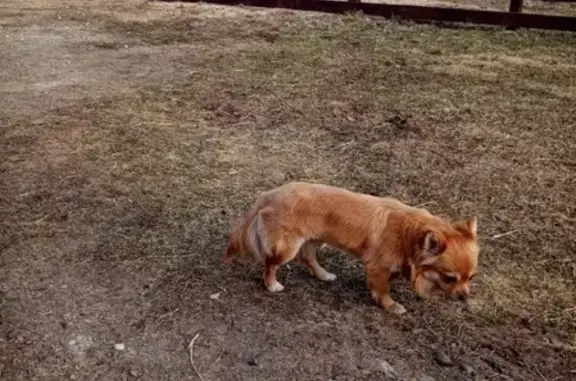 Найдена собака в Дьяконово, Одинцовский округ, Московская область